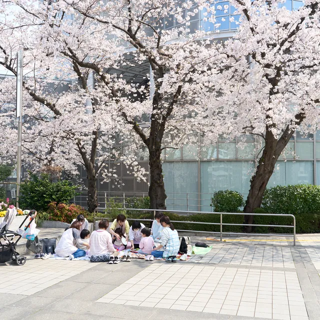お花見の様子